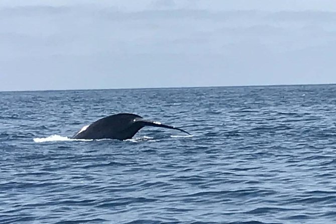 Private Family Whale & Dolphin Adventure in San Diego - Wildlife Outcomes: Hit-or-Miss, But with Better Odds