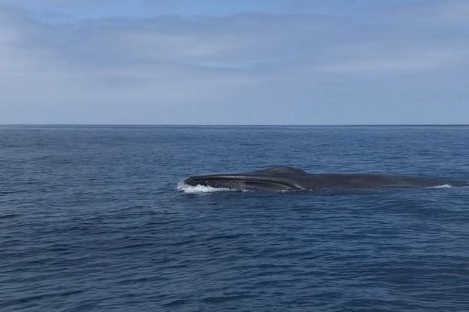 Private Family Whale & Dolphin Adventure in San Diego - Comfort and Weather: Dress for Choppy Water