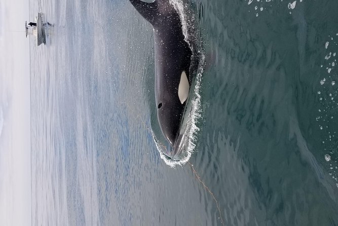 Private Family Whale & Dolphin Adventure in San Diego - Price and Value: Is $179 Per Person Worth It?