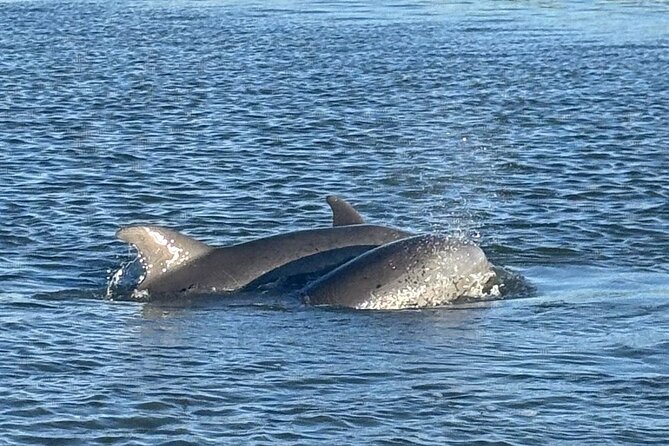 Private Folly Beach Dolphin Watching and Shelling tour - Marshlands to Morris Island: Why This Tour Feels More Like Local Time