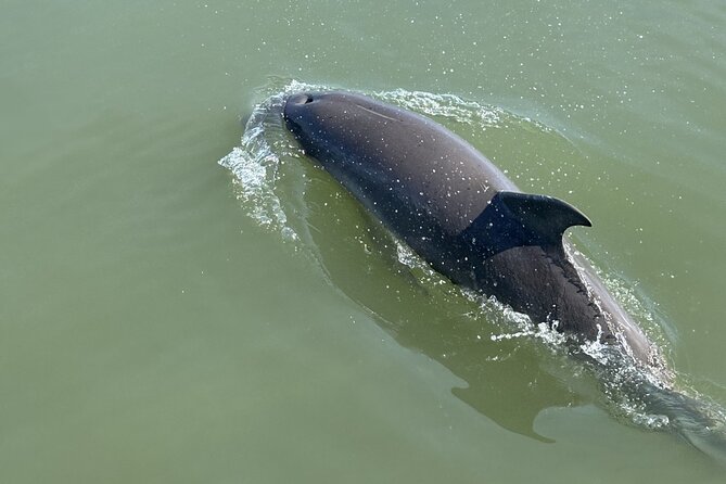 Private Folly Beach Dolphin Watching and Shelling tour - Dolphin Watching: What You’re Really Waiting For