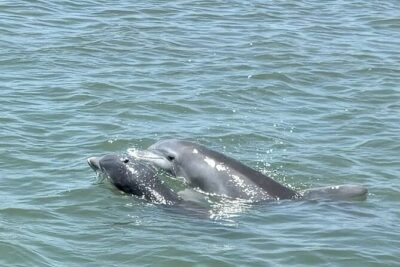 Private Folly Beach Dolphin Watching and Shelling tour - The 22-Foot Avalon Tritoon Ride: Comfort Matters