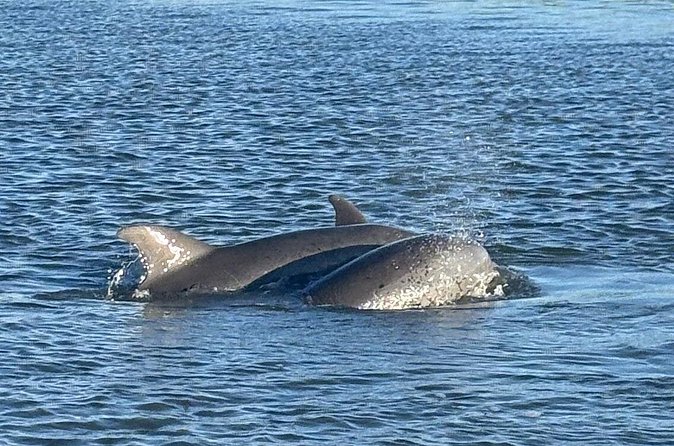 Private Folly Beach Dolphin Watching and Shelling tour - What’s Included (and What You Should Bring)