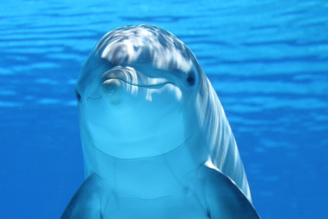 Private Full-Day: Dolphin & Monkey Jungle Adventure - Key highlights you’ll actually feel