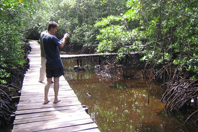 Private Full-Day: Dolphin & Monkey Jungle Adventure - Jozani Chwaka Bay National Park: red colobus, mangroves, and Mahogany forest