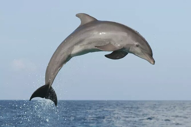 Private Guided Sunset Dolphin Watching in Adriatic Sea - Sunset dolphin watching in the Adriatic, from Vrsar