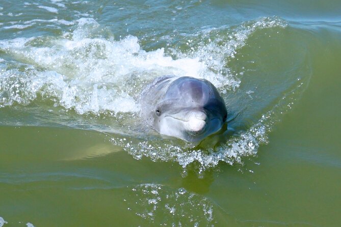 Private Hilton Head Dolphin Tour - Key highlights to look for