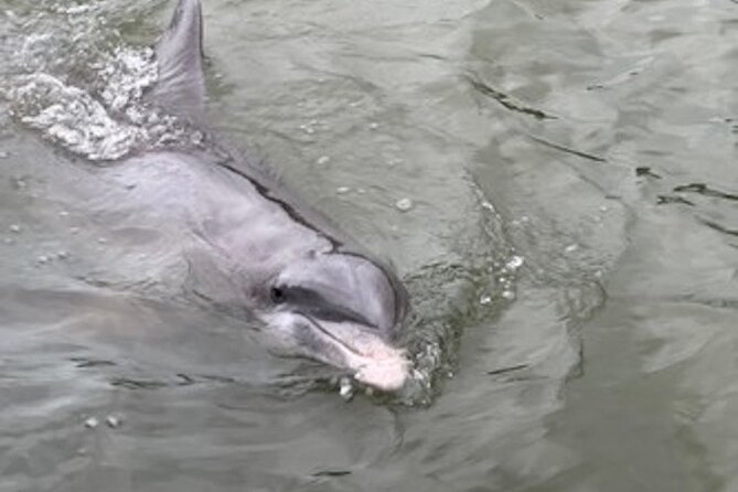 Private Hilton Head Dolphin Tour - What’s included on board: snacks, soda, water, and captain photos