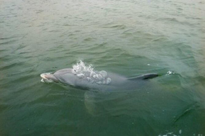 Private Hilton Head Dolphin Tour - The dolphin part: guaranteed sightings and real education