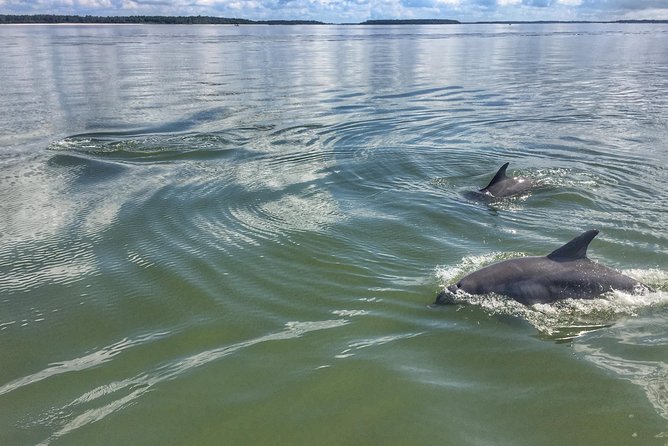 Private Hilton Head Dolphin Tour with Waterfront Dining Stop - Daufuskie Island: the water-only perspective that makes this more than a photo stop