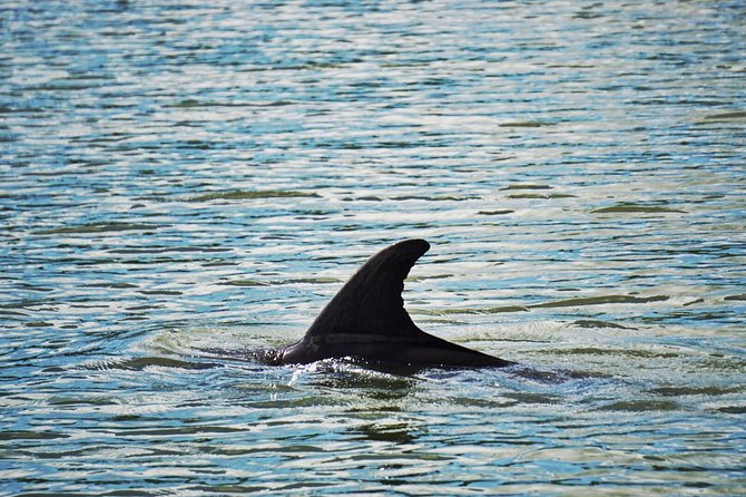 Private Hilton Head Dolphin Tour with Waterfront Dining Stop - Price and value check: $413 for up to 6, and what you really get