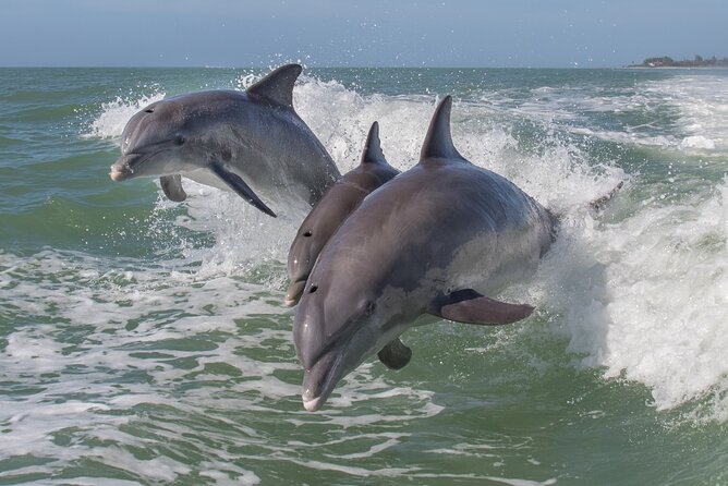 Private Historical Wildlife and Dolphin Cruise South Padre Island - Key things to know before you book