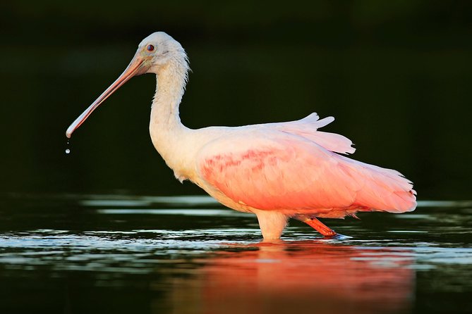 Private Historical Wildlife and Dolphin Cruise South Padre Island - South Padre Island history on the water: shipwrecks to Queen Isabella Causeway