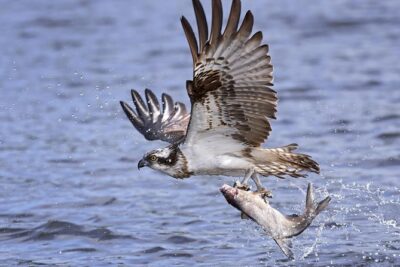 Private Historical Wildlife and Dolphin Cruise South Padre Island - Wildlife spotting game plan: dolphins, turtles, birds, and photos