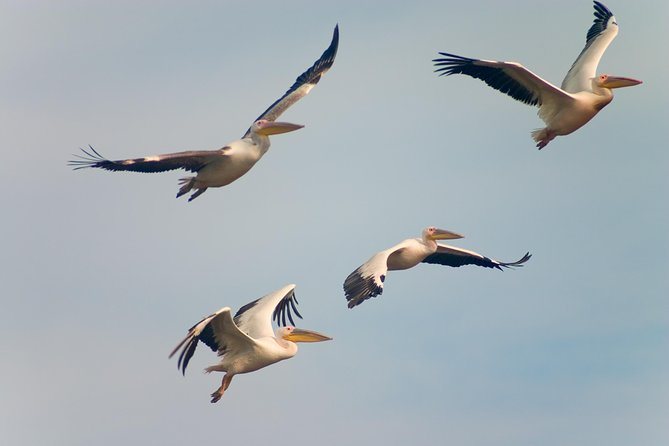 Private Historical Wildlife and Dolphin Cruise South Padre Island - SpaceX Starbase views from the water: launch-fan perks
