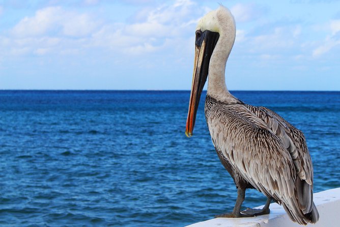 Private Historical Wildlife and Dolphin Cruise South Padre Island - What to bring for smooth 90 minutes on the bay