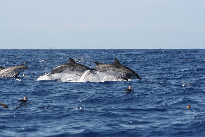 Private Historical Wildlife and Dolphin Cruise South Padre Island - Should you book this Private Historical Wildlife and Dolphin Cruise?