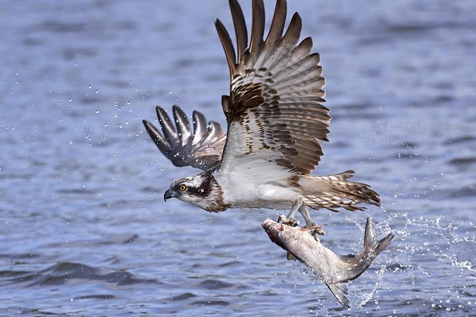 Private Historical Wildlife and Dolphin Cruise South Padre Island - Wildlife spotting game plan: dolphins, turtles, birds, and photos