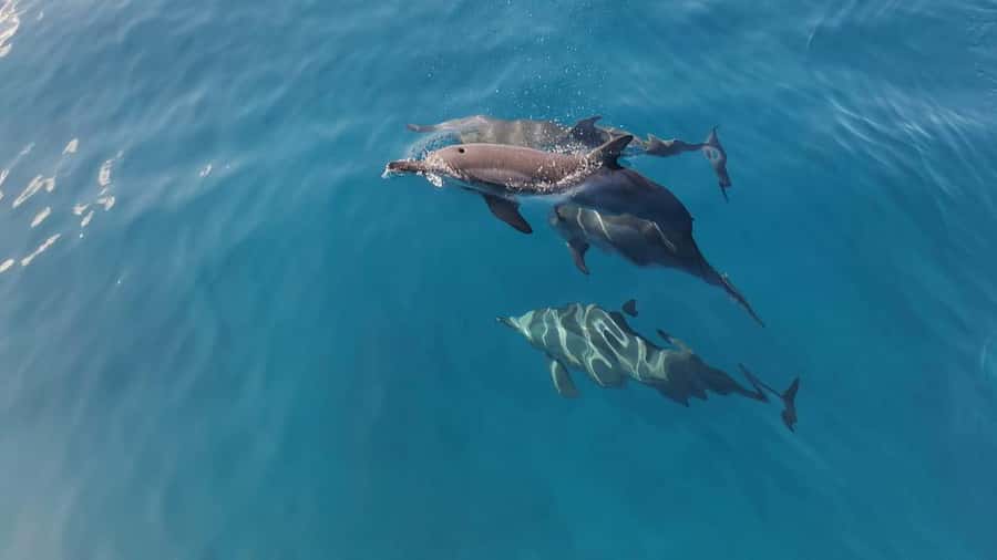 Private Île aux Bénitiers Boat: Dolphin Snorkeling & Lobster - How the private boat day works from Le Morne (7 hours, small group)