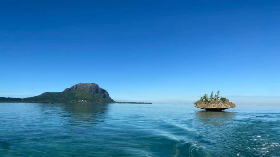 Private Île aux Bénitiers Boat: Dolphin Snorkeling & Lobster - Who this VIP dolphin and lobster tour suits best