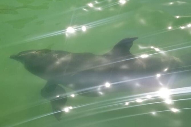 Private Island Paradise: Dolphin, Shelling, Birding Eco Boat Tour - Shelling Time: The Part You’ll Want to Do Slowly