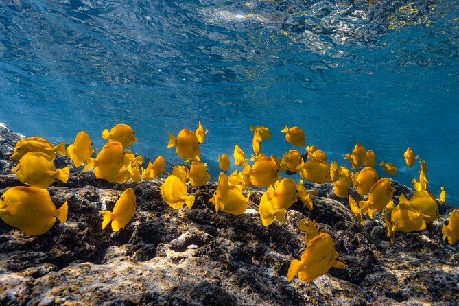 Private Kealakekua Bay Snorkel and Dolphin Watch - Key Things You’ll Notice on This Private Kealakekua Bay Trip