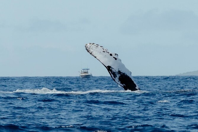 Private Kealakekua Bay Snorkel and Dolphin Watch - Snorkeling at Kealakekua Bay: Fish, Comfort, and Real Guidance
