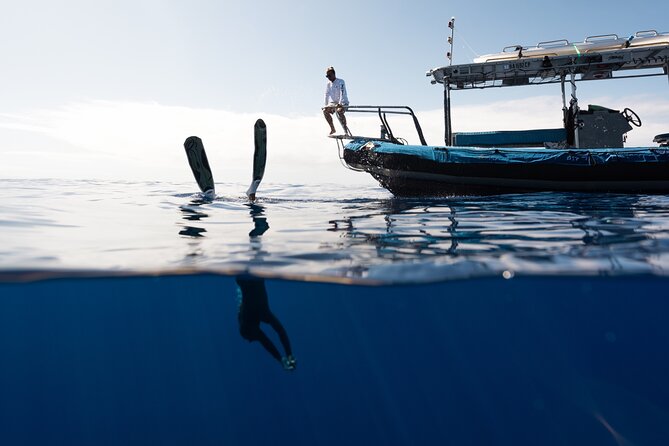 Private Kealakekua Bay Snorkel and Dolphin Watch - Kona Coast Dolphin Watch: Spotting Energy and Reading the Water