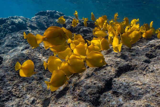 Private Kealakekua Bay Snorkel and Dolphin Watch - Snacks and Little Extras That Keep the Day Rolling