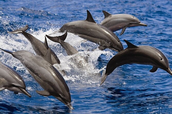 Private Luxury Dolphin House Boat Tour With Lunch - Hurghada - Lunch and Unlimited Drinks on Board: Simple Comfort, Real Convenience