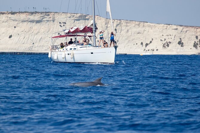 Private Marine Life Spotting - Dolphin watching EcoMarine Malta - Why This Dolphin Watching Sailing Trip Feels More Like Fieldwork