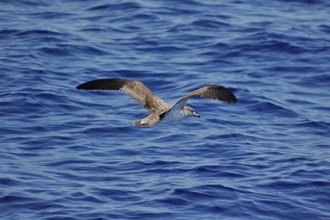 Private Marine Life Spotting - Dolphin watching EcoMarine Malta - The Island of Malta Day: Sailing, Wildlife Research, and Route Changes