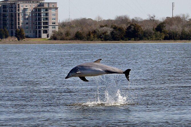 Private Morning Sail, Dolphin and History Tour on Mystique - Dolphin spotting: what you can control (and what you can’t)