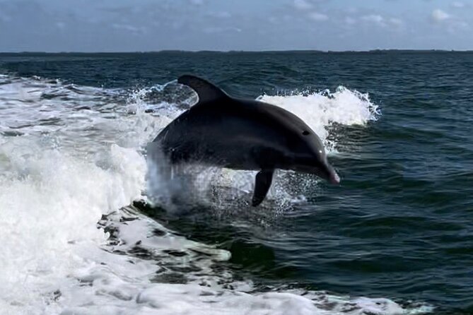Private ONLY Dolphin Boat Tours - Quick hits: why this cruise works