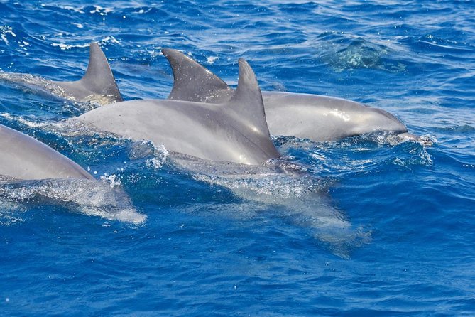 Private Port Stephens Day Trip from Sydney incl Dolphin Cruise - What Makes This Port Stephens Day Trip Feel Worth It