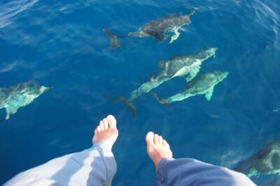 Private Sailing - dolphin Experience Estepona - drink & food - 4h - Gear time: snorkels, paddleboard, and floating mattress