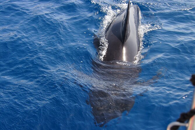 Private Sailing - dolphin Experience Estepona - drink & food - 4h - Gibraltar stop: where the Strait does its most dramatic work