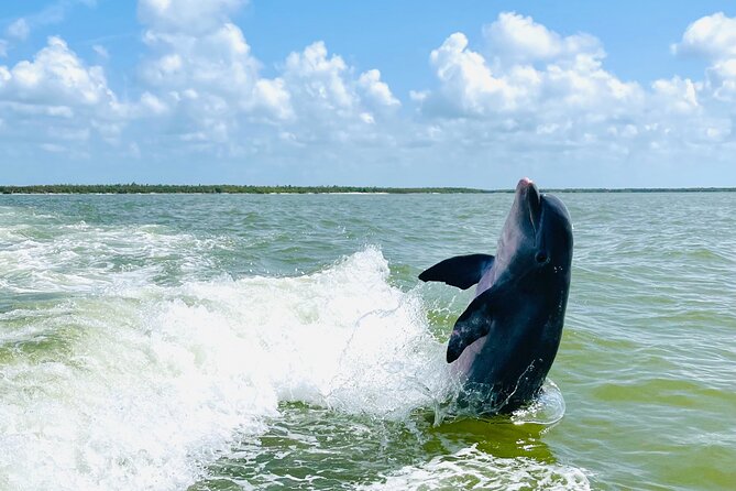 Private Shelling and Dolphin Excursion - Price and Value: Is $475 Worth It for Up to 6?