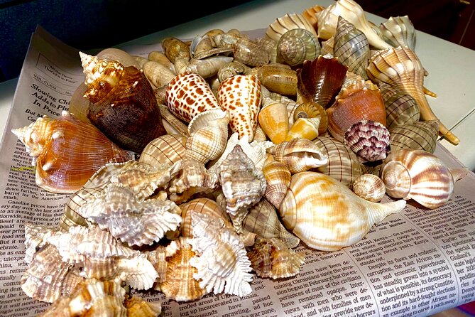 Private Shelling and Dolphin Excursion - Who This Works Best For (and Who Might Want a Different Day)