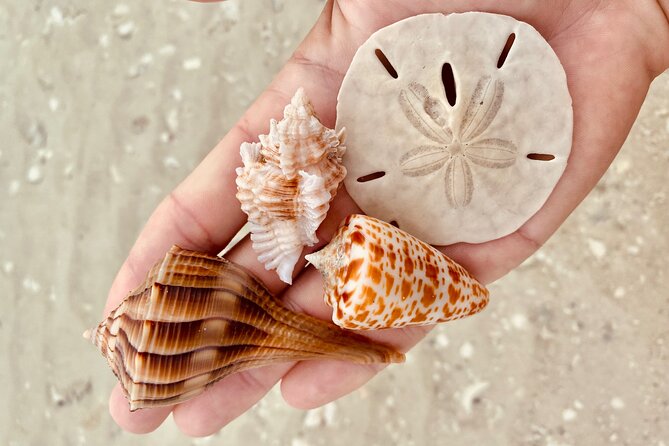 Private Shelling and Dolphin Excursion - Ten Thousand Islands National Wildlife Refuge: Shelling Where the Wild Things Are