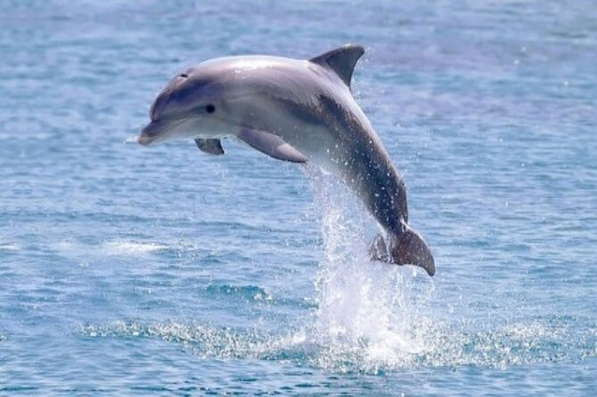 Private Speed Boat Snorkeling with Dolphins Trip - Hurghada - Dolphins: how to manage expectations without killing the fun