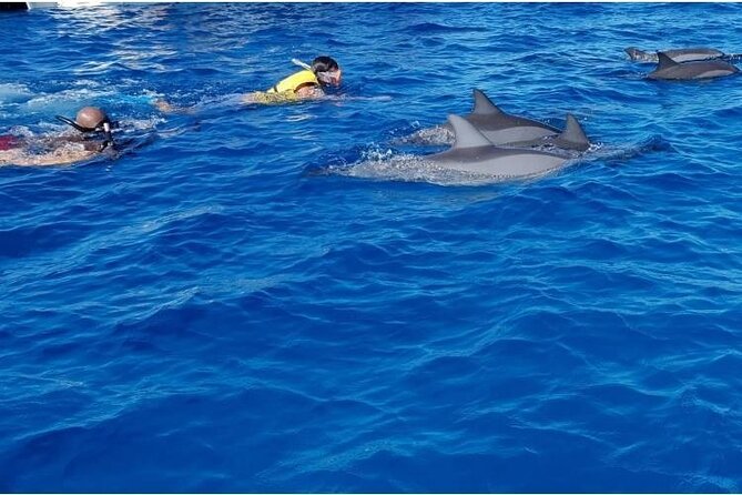 Private Speed Boat Tour and Dolphin Encounter at Ile aux Benitier - What to pack (so you don’t end up miserable on a beach)
