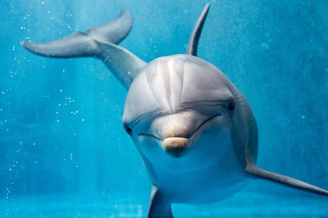 Private Speedboat Excursion Dolphin House Discovery - Hurghada - Why a Private Dolphin House Speedboat Feels Better