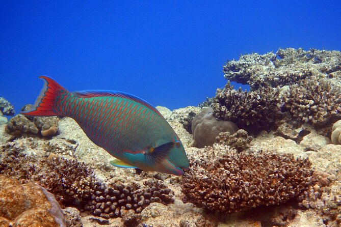 Private Speedboat Excursion Dolphin House Discovery - Hurghada - Snorkeling Gear and Life Jacket: The Quiet Comfort You’ll Notice