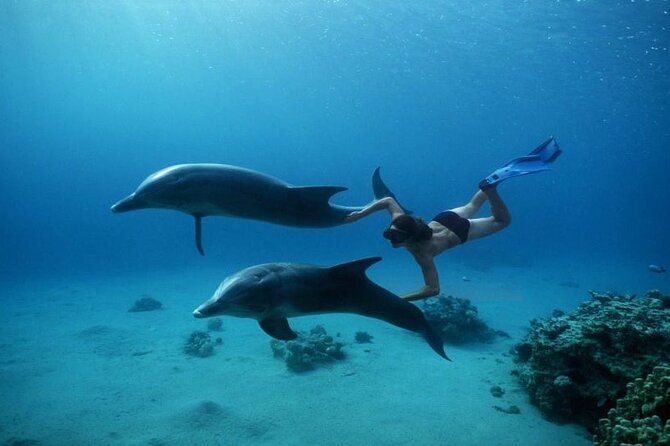 Private Speedboat Excursion Dolphin House Discovery - Hurghada - Snacks, Soft Drinks, and a More Comfortable Return