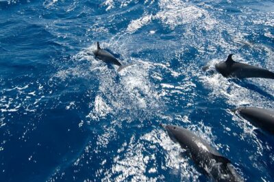 Private Speedboat swimming and Dolphin Watching in Hurghada - Dolphin watching at open sea: what you can realistically expect