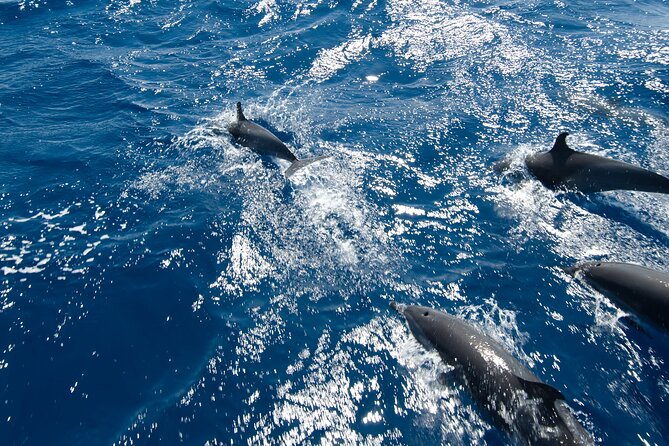 Private Speedboat swimming and Dolphin Watching in Hurghada - Dolphin watching at open sea: what you can realistically expect