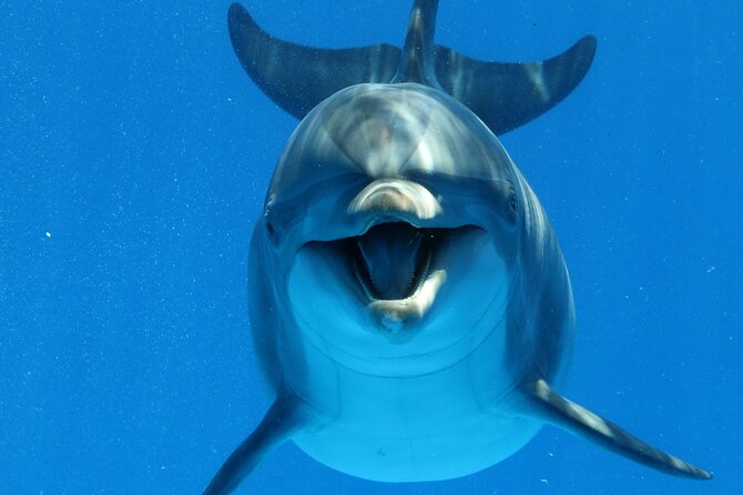 Private Speedboat To Dolphin House With Parasailing - Hurghada - Dolphin House snorkeling: guided safety and real Red Sea viewing
