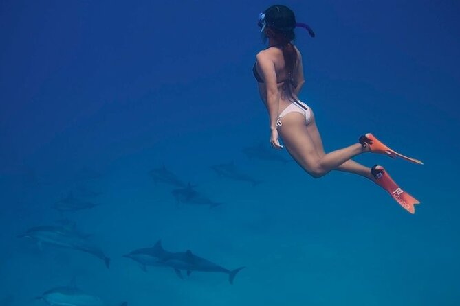 Private Speedboat To Dolphin House With Parasailing - Hurghada - The dolphin chance: how to think about spotting them