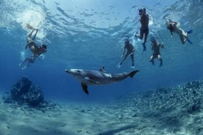 Private Speedboat To Dolphin House With Parasailing - Hurghada - Parasailing over the Red Sea: the thrill part you’ll remember